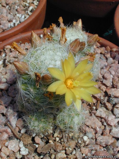 Mammillaria baumii