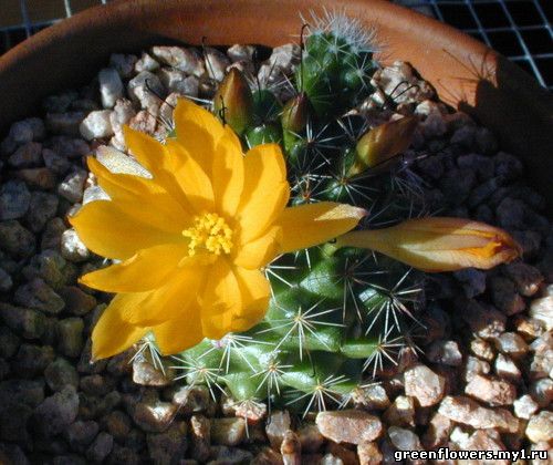 Mammillaria beneckei