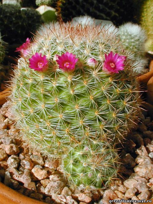 Mammillaria berkiana