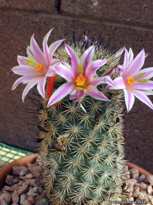 Mammillaria blossfeldiana