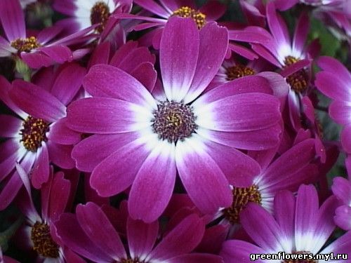 Цинерария (Крестовник) / Cineraria