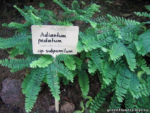 Adiantum pedatum ssp. subpumilum Фотография Полонской Светланы 