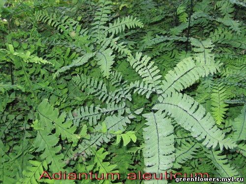 Adiantum aleuticum Фотография Полонской Светланы