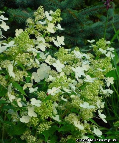 Нydrangea paniculata 'Kyushy' Фотография Ковиной Алевтины