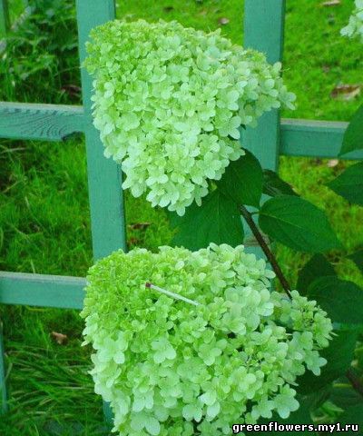 Нydrangea paniculata 'Lime Light' Фотография Поповой Светланы