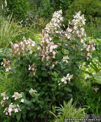 Нydrangea paniculata 'Pink Diamond' Фотография Ковиной Алевтины