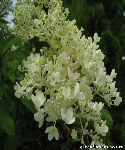 Нydrangea paniculata 'Grandiflora' Фотография Питомника "Северная Флора"