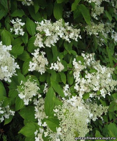 Нydrangea paniculata 'Praecox' Фотография Питомника "Северная Флора"