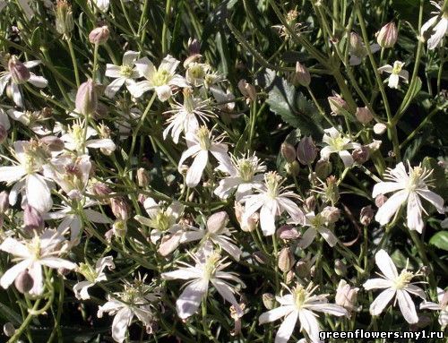 Clematis songorica Фотография Науменко Александра