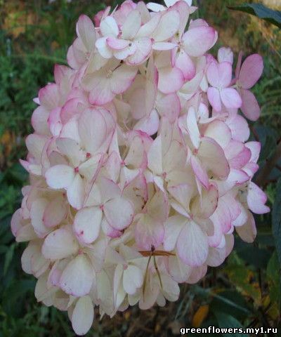 Hydrangea paniculata 'Vanille Fraise' Фотография Шахмановой Татьяны