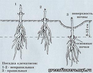 посадка клематисов