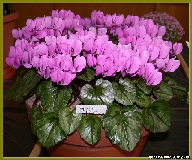 Cyclamen pseudibericum