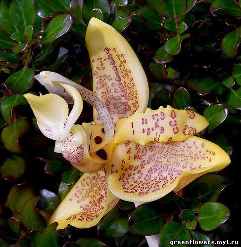 Stanhopea