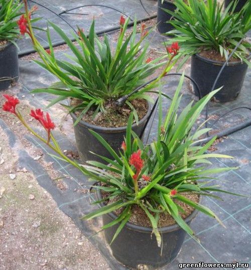 Anigozanthos