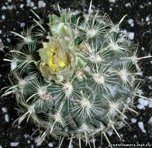 Анцистрокактус крупнокорневой ( Ancistrocactus megarhizus )