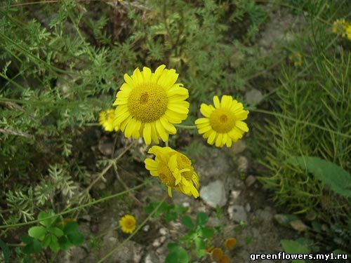 Пупавка(пупавка) (Anthemis)