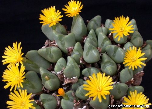 Конофитум двулопастной — Conophytum bilobum