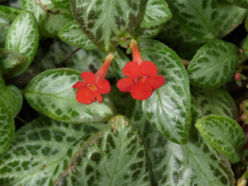 Эписция Episcia