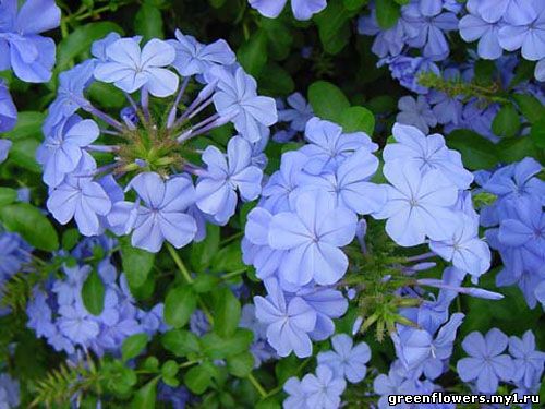 Плюмбаго Plumbago