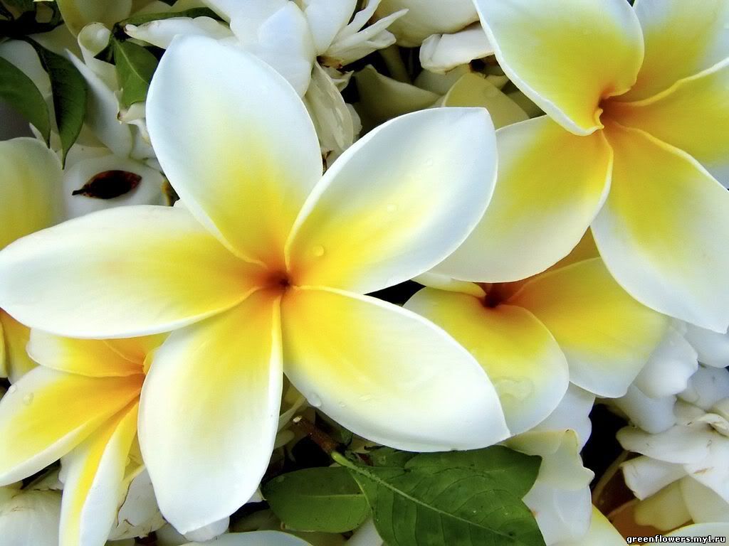 Плюмерия Plumeria