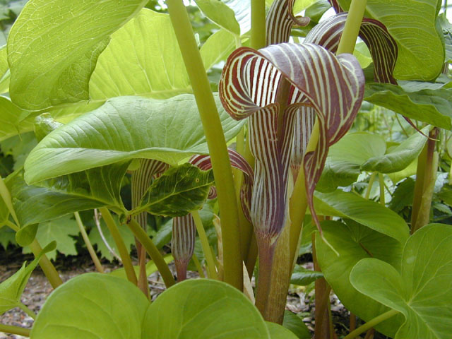 Аризема, Arisaema