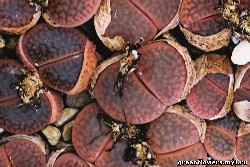 Литопс кеглевидный — Lithops turbiniformis