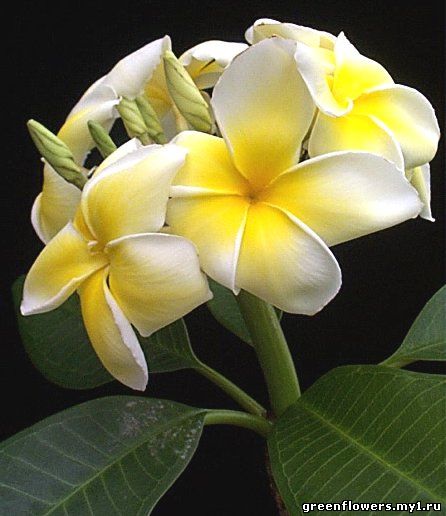 Plumeria