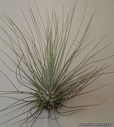 Тилландсия (Tillandsia)