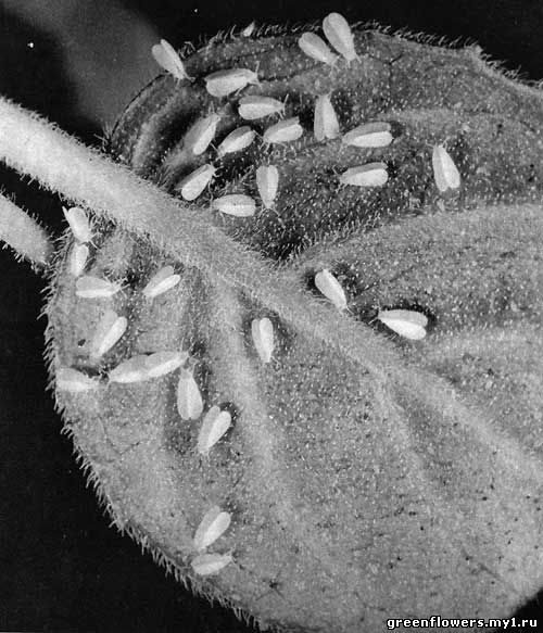 Aleyrodidae