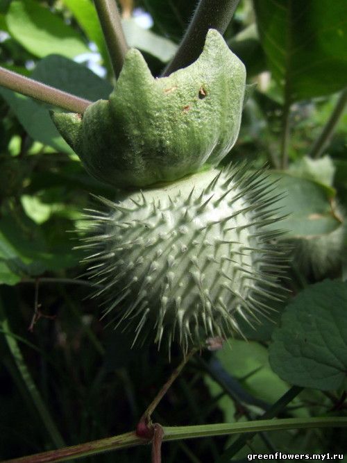 С давних времён растения рода дурман (Datura) использовали в обрядах как галлюциноген. Некоторые виды дурмана сегодня применяют в фармакологии и народной медицине как лекарственное растение.