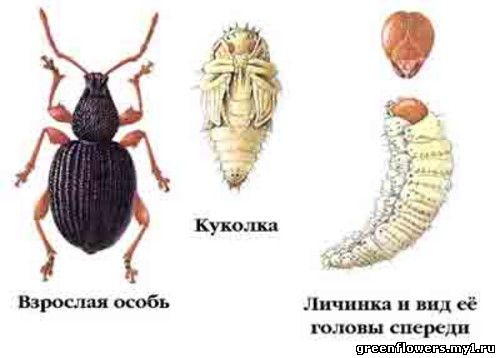 Долгоносик или виноградный слоник