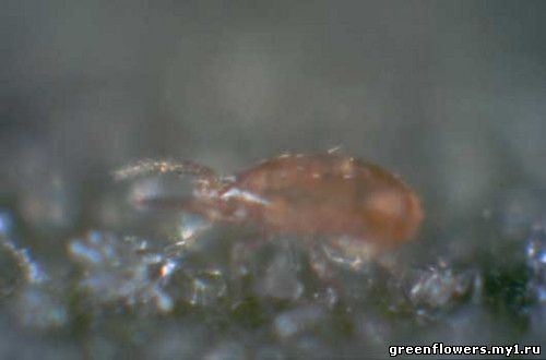 Цикламеновый клещ, Phytonemus pallidus