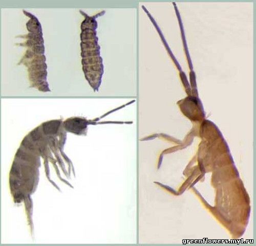 Белая подура, Poduridae